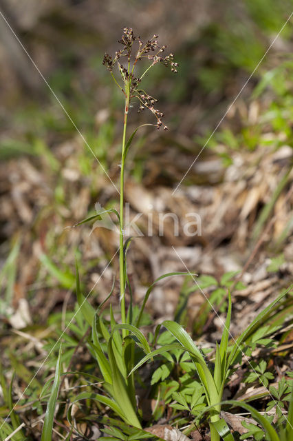 Grote veldbies (Luzula sylvatica)