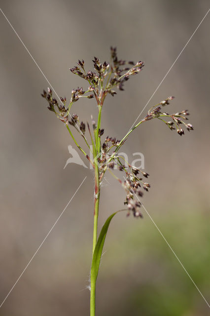 Grote veldbies (Luzula sylvatica)