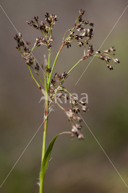 Grote veldbies (Luzula sylvatica)