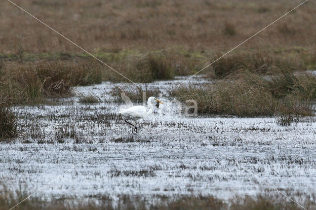 Grote zilverreiger (Casmerodius albus)