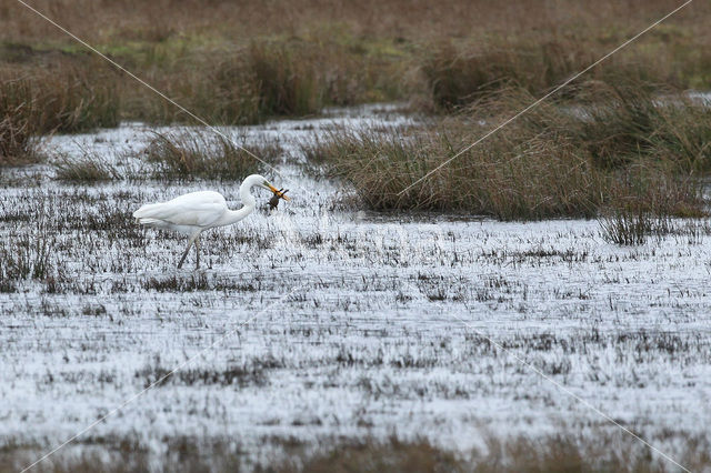 Great White Egret