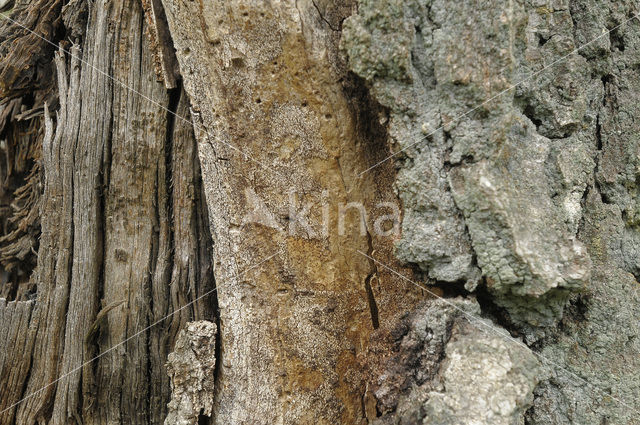 Scots Pine (Pinus sylvestris)