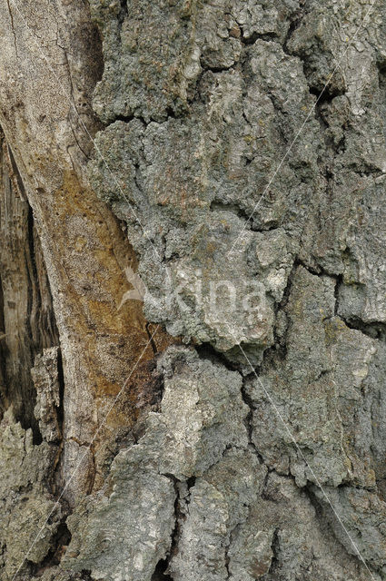 Scots Pine (Pinus sylvestris)