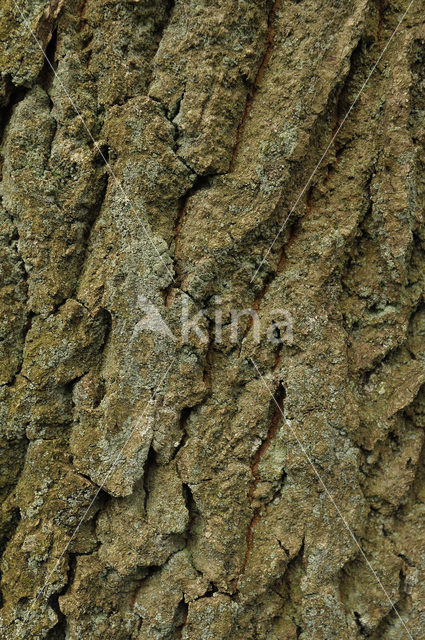 Scots Pine (Pinus sylvestris)