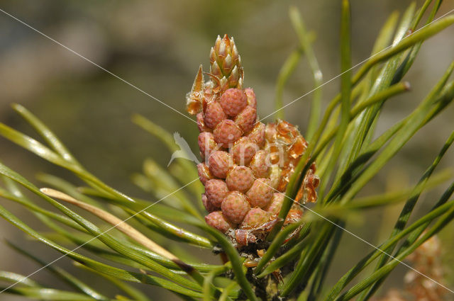 Scots Pine (Pinus sylvestris)