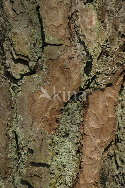 Scots Pine (Pinus sylvestris)
