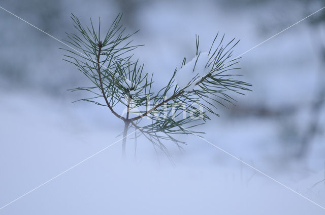 Grove den (Pinus sylvestris)