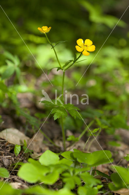 Gulden boterbloem (Ranunculus auricomus)