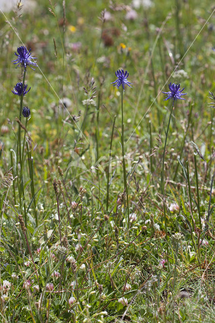 Rampion (Phyteuma hemisphaericum)