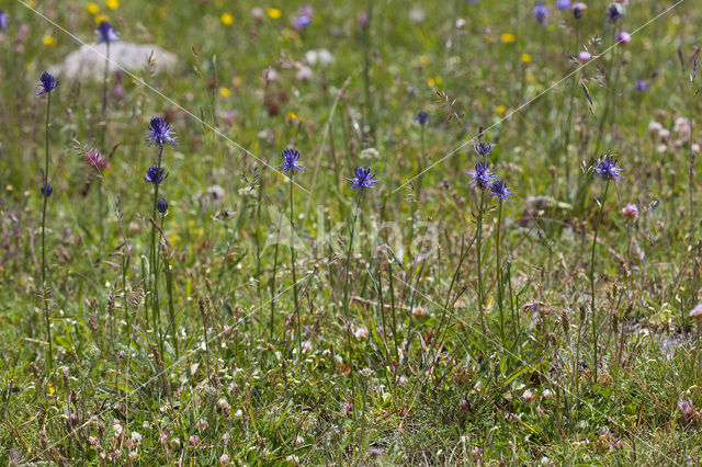 Rampion (Phyteuma hemisphaericum)