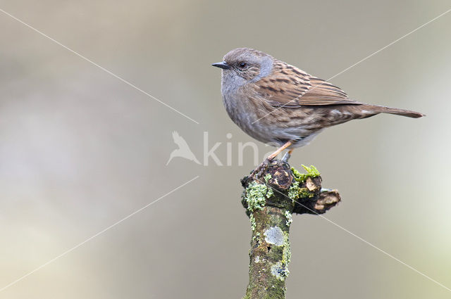 Dunnock