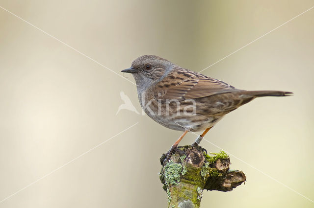 Dunnock