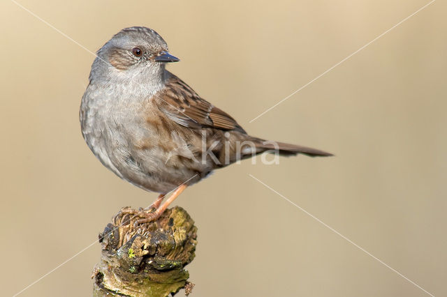 Heggemus (Prunella modularis)