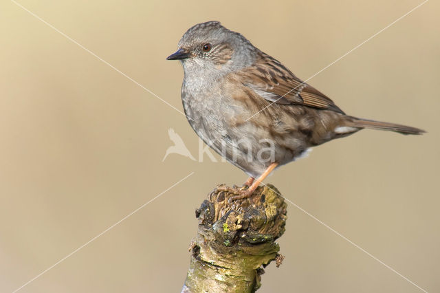 Heggemus (Prunella modularis)
