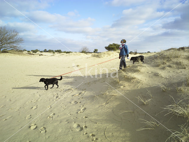 Hond (Canis domesticus)