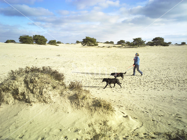 Hond (Canis domesticus)