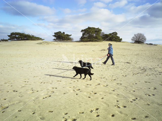 Dog (Canis domesticus)