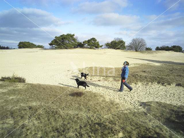 Hond (Canis domesticus)