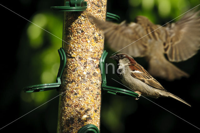 Huismus (Passer domesticus)