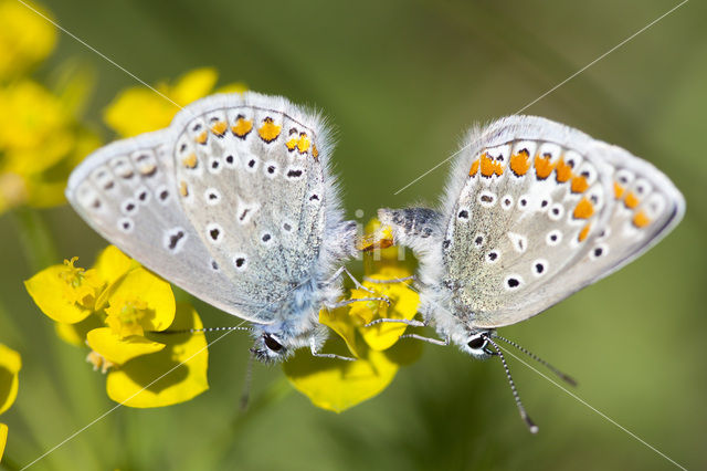 Icarusblauwtje (Polyommatus icarus)