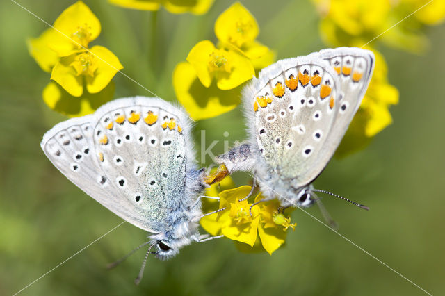 Icarusblauwtje (Polyommatus icarus)