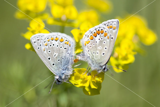 Icarusblauwtje (Polyommatus icarus)