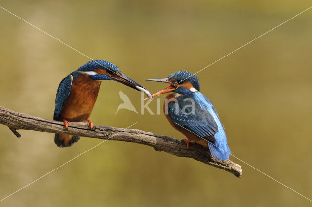 IJsvogel (Alcedo atthis)