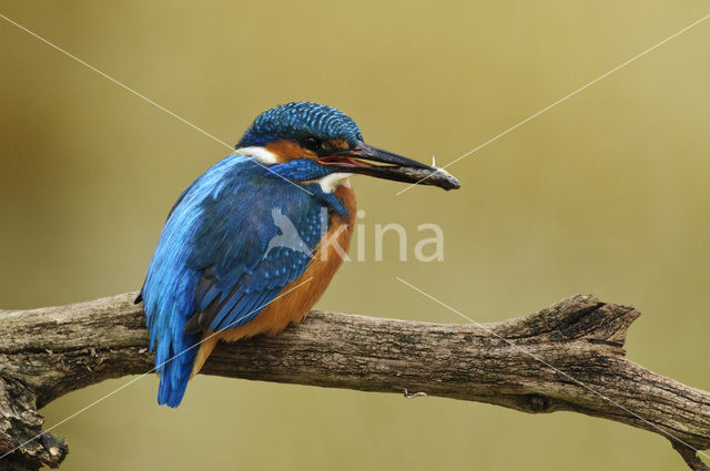 Kingfisher (Alcedo atthis)