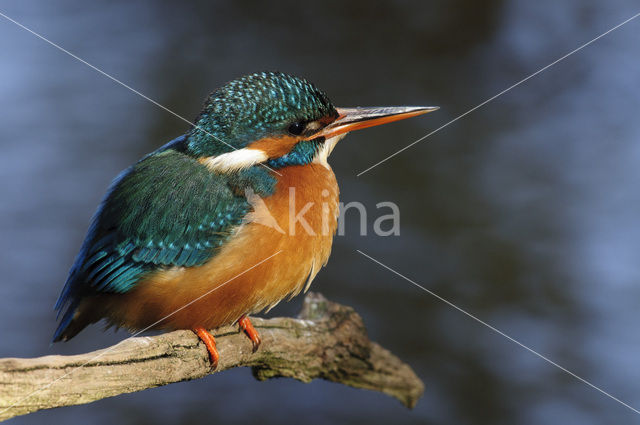 IJsvogel (Alcedo atthis)