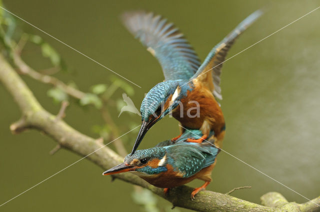 IJsvogel (Alcedo atthis)