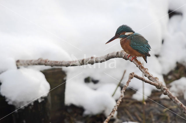 IJsvogel (Alcedo atthis)