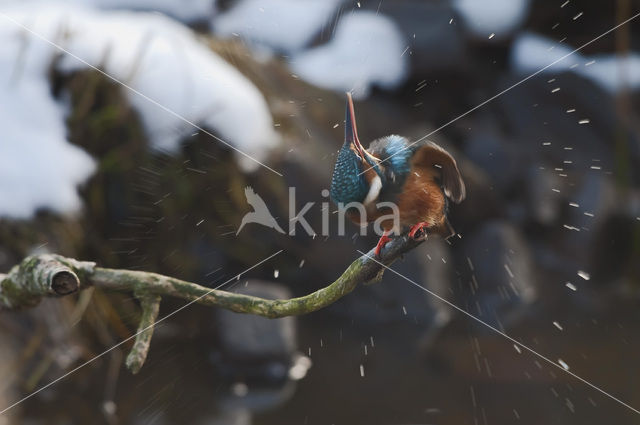 Kingfisher (Alcedo atthis)