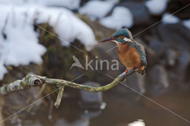 IJsvogel (Alcedo atthis)