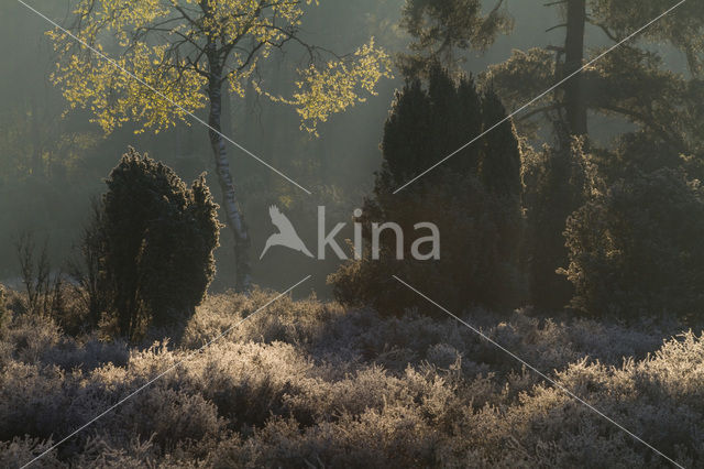 Jeneverbes (Juniperus communis)