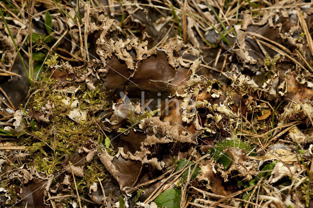 Peltigera hymenina