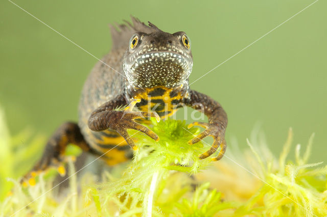 Great Crested Newt