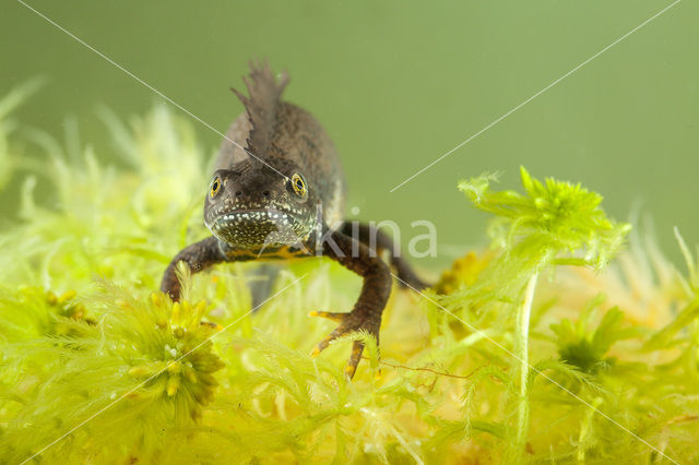 Great Crested Newt