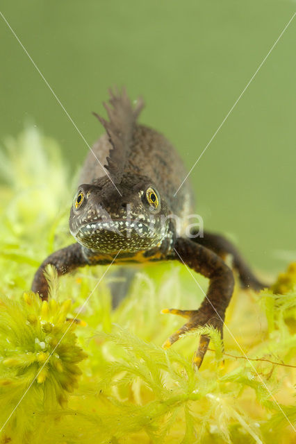 Kamsalamander (Triturus cristatus)