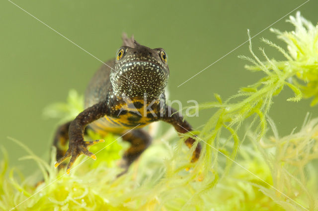 Kamsalamander (Triturus cristatus)
