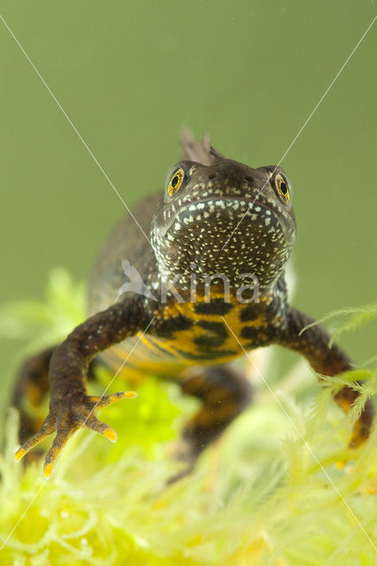 Kamsalamander (Triturus cristatus)