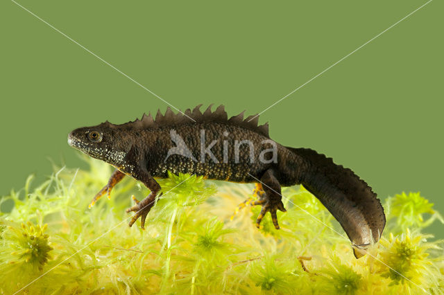 Great Crested Newt