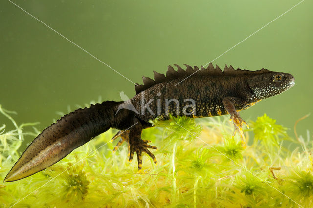 Kamsalamander (Triturus cristatus)