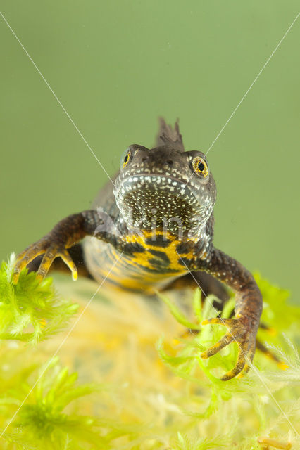 Kamsalamander (Triturus cristatus)