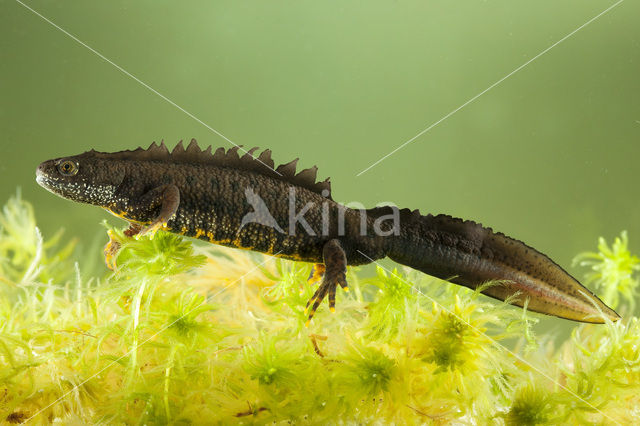 Kamsalamander (Triturus cristatus)