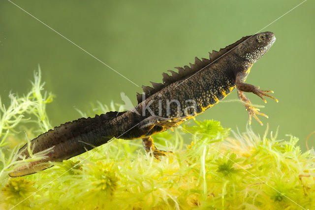 Kamsalamander (Triturus cristatus)