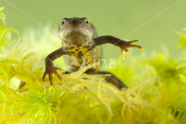 Kamsalamander (Triturus cristatus)