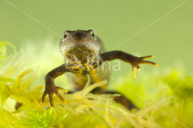 Great Crested Newt