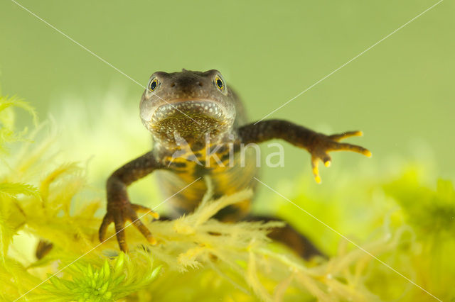 Kamsalamander (Triturus cristatus)