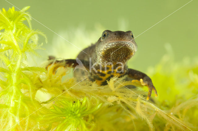 Kamsalamander (Triturus cristatus)