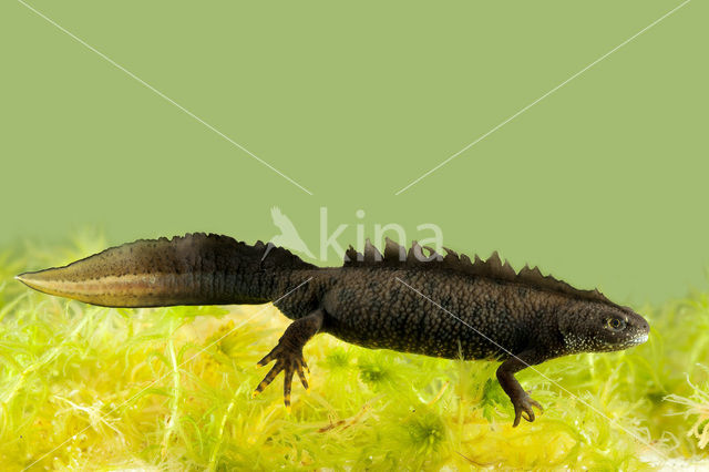 Kamsalamander (Triturus cristatus)